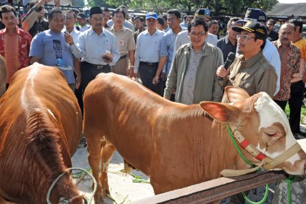 Daging Sapi Betina tidak Dipotong Peternak akan Dapat 